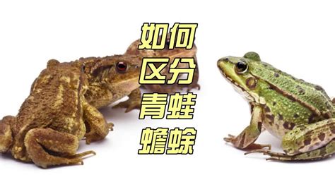 金蟾蜍功效